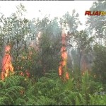 KEBAKARAN LAHAN - KABUT ASAP