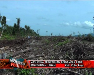 MASUKNYA PERKEBUNAN BERDAMPAK PADA PENYEMPITAN LAHAN