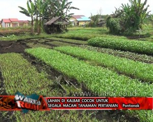 LAHAN DI KALBAR COCOK UNTUK SEGALA MACAM TANAMAN PERTANIAN