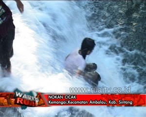 NOKAN CICAK