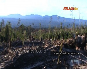PENGGUSURAN HUTAN TERINDIKASI ILLEGAL DI SILAT HULU Copy
