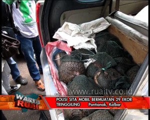 POLISI SITA MOBIL BERMUATAN 29 EKOR TRINGGILING