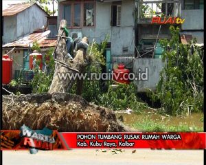 POHON TUMBANG RUSAK RUMAH WARGA