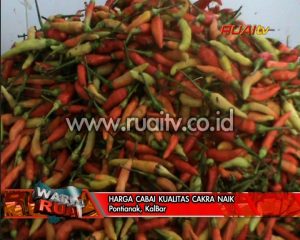 HARGA CABAI KUALITAS CAKRA NAIK
