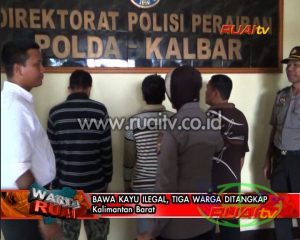 BAWA KAYU ILEGAL TIGA WARGA DITANGKAP