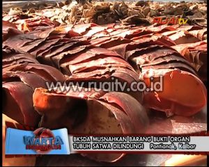 BKSDA MUSNAHKAN BARANG BUKTI ORGAN TUBUH SATWA DILINDUNGI