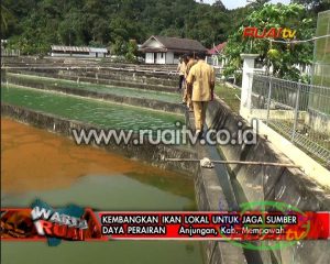 KEMBANGKAN IKAN LOKAL UNTUK JAGA SUMBER DAYA PERAIRAN
