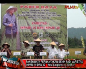 PANEN RAYA PERBANYAKAN BENIH PADI VARIETAS INPARI 10 DAN 30_100