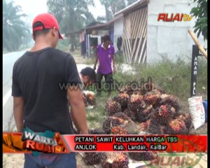 PETANI SAWIT KELUHKAN HARGA TBS ANJLOK_11