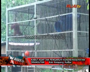 KABUT ASAP TAK PENGARUHI KONDISI KESEHATAN ORANG UTAN_10