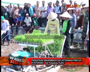 TINGKATKAN SWASEMBADA DAN KETAHANAN PANGAN DI KETAPANG0