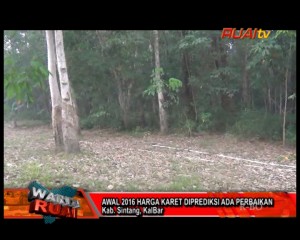 AWAL 2016 HARGA KARET DIPREDIKSI ADA PERBAIKAN_10