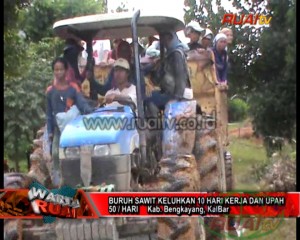 BURUH SAWIT KELUHKAN 10 HARI KERJA DAN UPAH 50 RIBU PER HARI_11