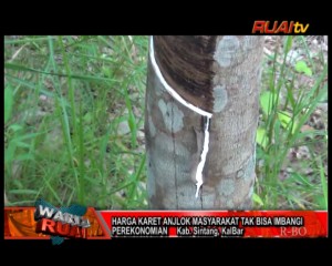 HARGA KARET ANJLOK, MASYARAKAT TAK BISA IMBANGI PEREKONOMIAN_10