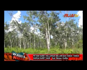 PETANI KARET KELUHKAN BELUM ADA TANDA-TANDA HARGA KARET NAIK_10