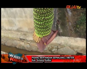 PISANG BERTANDAN SEPANJANG 2 METER_13