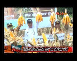 PANEN JAGUNG DAN TEMU LAPANG BIO INDUSTRI JAGUNG-TERNAK SAPI_10