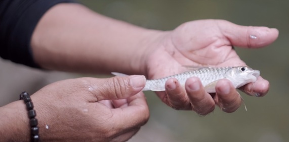 harga ikan semah perkilo