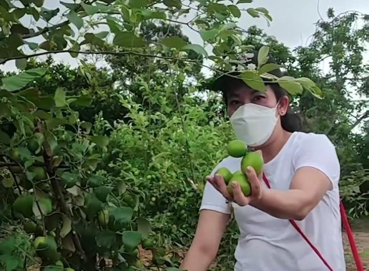 panen buah