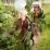 video tradisi dayak babukong