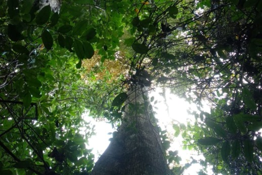 hutan kalimantan