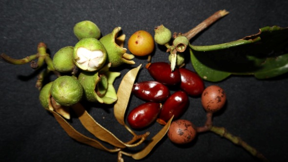 hutan kalimantan