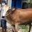 Perusahaan Ini Salurkan 9 Sapi Qurban di Ketapang dan KKU
