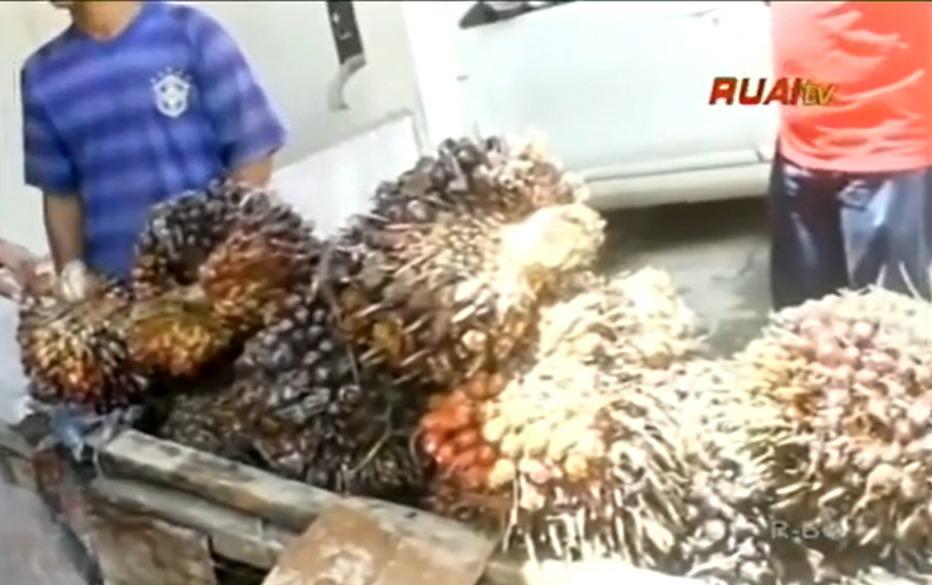 harga sawit turun karena - harga TBS kelapa sawit_ruai.tv