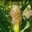 Harga Jagung Mulai Menggeliat di Bengkayang