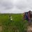 cara pengolahan sawah