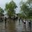 10 Ribu Bibit Perkaya Mangrove Pantai Celincing Ketapang