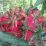 ritual dayak bisikan leluhur
