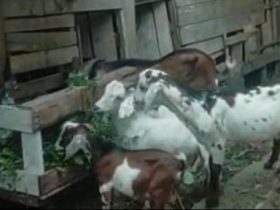 penyakit kambing