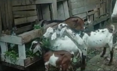penyakit kambing