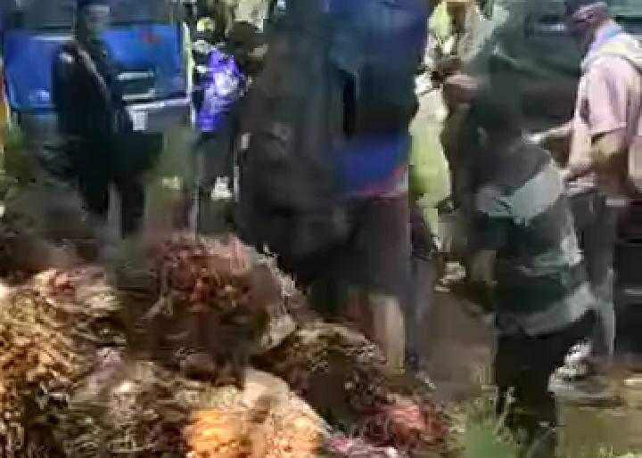 sengketa sawit
