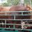 sapi qurban pontianak
