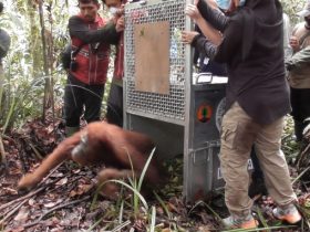 orangutan dilepasliarkan