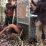 orangutan dilepasliarkan