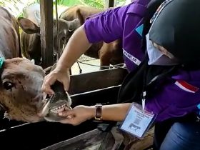 sapi di Sanggau