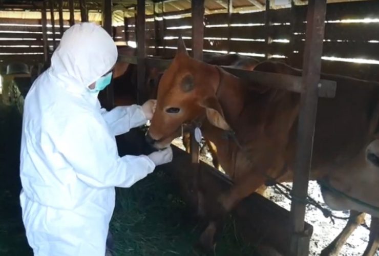 sapi kurban diawasi
