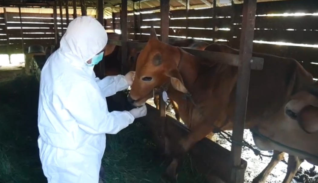 sapi kurban diawasi