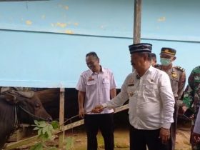 sapi kurban sanggau