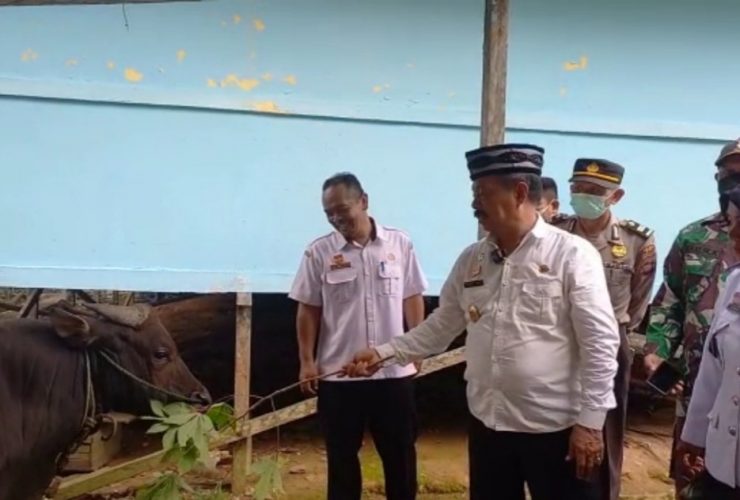 sapi kurban sanggau