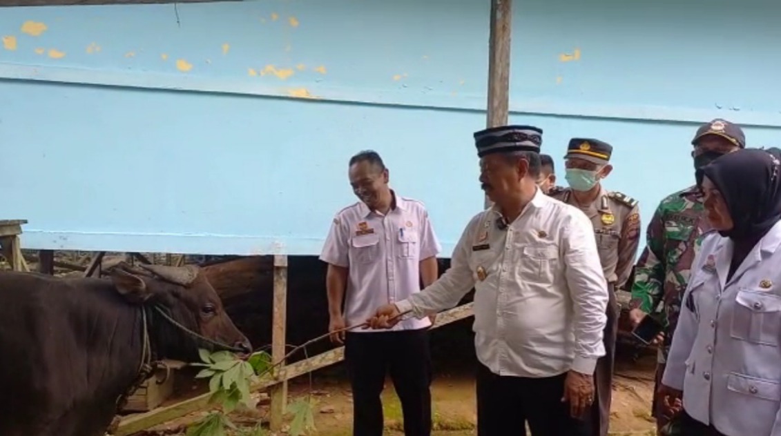 sapi kurban sanggau