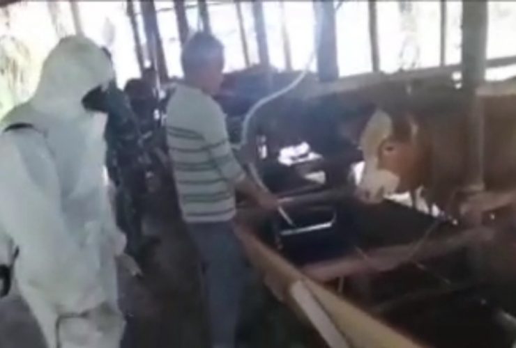 sapi layak kurban