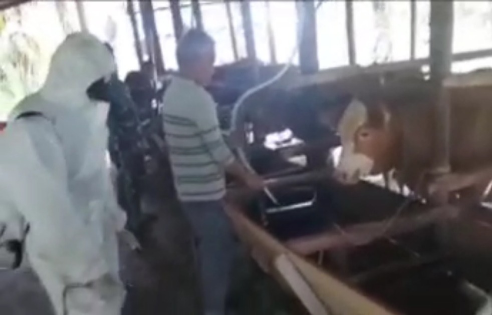 sapi layak kurban