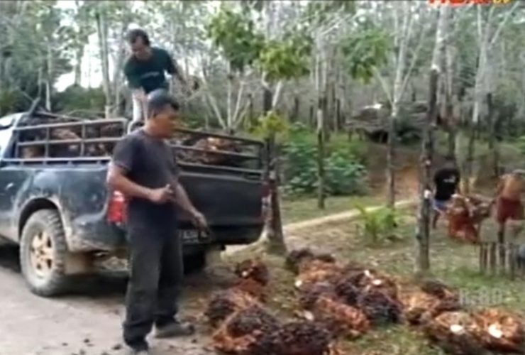 harga sawit anjlok