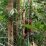 orangutan di habitat