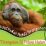 orangutan