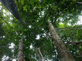 hutan kalimantan